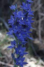 Pin On Orchid Flowers 1