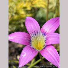 Image result for Romulea