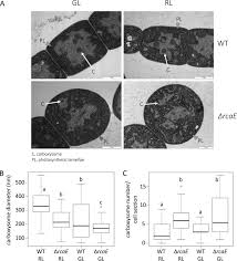 Semibola merupakan situs resmi judi via pulsa tanpa potongan, bandar judi bola, idn poker, live casino online, serta slot joker pulsa terpercaya. Rcae Dependent Regulation Of Carboxysome Structural Proteins Has A Central Role In Environmental Determination Of Carboxysome Morphology And Abundance In Fremyella Diplosiphon Msphere