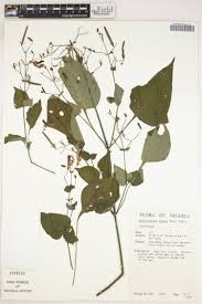 Image result for Thomandersia