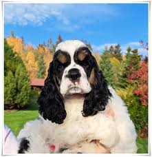 Image result for americký kokršpaněl