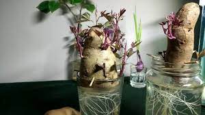 Stick the toothpicks around the middle of the potato, spreading them around evenly. Project Growing Sweet Potatoes In Containers Water Jars Youtube