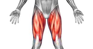 The quadriceps tendon works with the muscles in the front of your thigh to straighten your leg. Front Thigh Pain Anterior Symptoms Causes Treatment Rehab