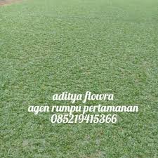 Harga jual rumput gajah mini di solo rp.14.000/m². Jual Jual Rumput Gajah Mini Bibit Rumput Gajah Mini Kota Depok Aditya Flowra Tokopedia