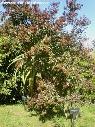 Image result for Galpinia transvaalica