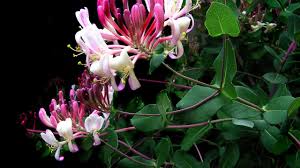 10 of the best plants for attracting bees and butterflies into your garden. Bee Friendly Plants For Every Season Friends Of The Earth