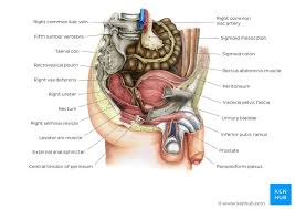 It sits medial to, or to the inside of, the ischium bone in. Abdomen And Pelvis Structure And Function Kenhub