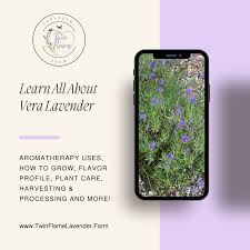 Image result for Lavandula angustifolia Vera