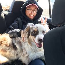 To learn more about each adoptable dog, click on the i looking for a specific color australian shepherd? Adopt An Australian Shepherd Puppy Near New York Ny Get Your Pet