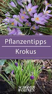 Krokus Pflanzen Vermehren Blutezeit Krokusse Pflanzen Pflanzen Krokus