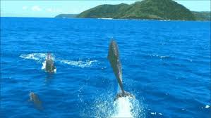 Wygltusizkeorrtqqc2nk6v1x4vujdemenucuayltjr6lzbr Sdhkkzu8czmp37 Gif Ocean Creatures Funny Dolphin Dolphins