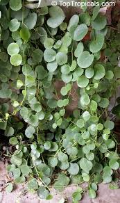 Image result for Cissus cornifolia