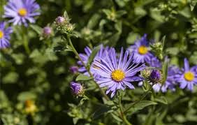 Veronica spicata 'Shirley Blue', Grosser Ehrenpreis 'Shirley Blue'