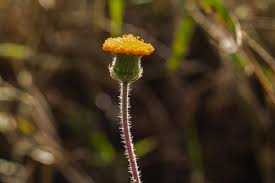 Image result for Crassocephalum vitellinum