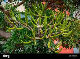 Image result for Cussonia zimmermannii