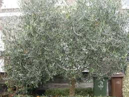Image result for Olea