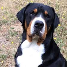 The greater swiss mountain dog, or grosser schweizer sennenhund, is the largest member of the swiss mountain dogs. Greater Swiss Mountain Dog Rescue Petfinder
