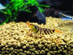Super Tiger Shrimp Tiger Shrimp Freshwater Aquarium Fish Tank