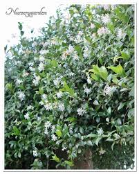 Pianta con fiori profumatissimi in giardino e fai da te. Piccoli Fiori Stellati Mynurserygarden Com