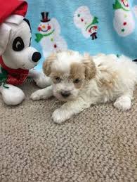 We have teddy bear puppies available to ocala, the villages, orlando, winter park, jacksonville, gainseville, tampa. The Best Parrots In The World Maltipoo Puppies For Sale In Scotland