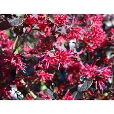 Loropetalum chinense Fire Dance