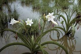 Image result for Crinum paludosum