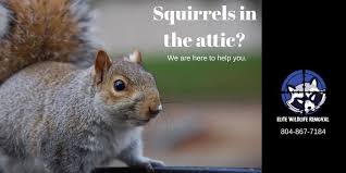 Do You Hear Noises Within Your Attic Have You Seen Evidence Of Squirrels Around Your Home Give Elite Wildlife Removal A With Images Wildlife Squirrel Animals