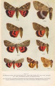 1958 Moths Identification Chart Insects By Craftissimo On