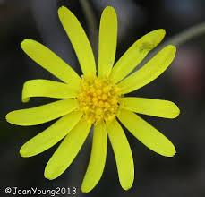 Image result for Othonna carnosa