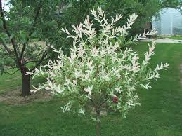 Flamingo is a newer sport of so popular hakuro nishiki dappled willow from 1979. Salix Integra Wikipedia
