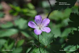 Feb 25, 2021 · fall is a season about celebrating natural beauty, and a fall wedding is an opportunity to do the same. Us Wildflower Wild Geranium Spotted Geranium Cranesbill Geranium Maculatum