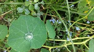 Check spelling or type a new query. Oc 4608x2592 New Year S Dew On A Peltate Leaf And Small Blue Flowers Botanicalporn