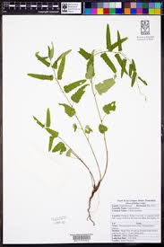 Image result for Tragia mazoensis