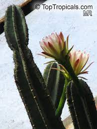 Cereus peruvianus is an under appreciated fast growing cactus with delicious fruit. Cereus Peruvianus Cereus Uruguayanus Cereus Hildmannianus Night Blooming Cereus Peruvian Apple Column Cactus Apple Cactus Toptropicals Com
