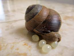 Sometimes they cannibalise the shells of their unhatched siblings. A Snail S Surprise Healing Pilgrim