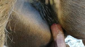 Man Fucks Female Horse | Sex Pictures Pass