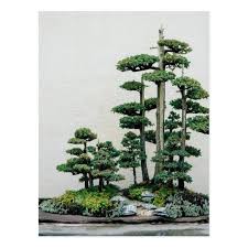 Juniper Bonsai Forest Postcard Zazzle Com In 2020 Juniper Bonsai Bonsai Tree Care Bonsai Forest