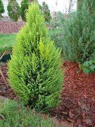 The dwarf lemon cypress (cupressus macrocarpa 'goldcrest wilma') is the better choice for a houseplant. Full Size Picture Of Monterey Cypress Lemon Cypress Goldcrest Cupressus Macrocarpa Lemon Cypress Monterey Cypress Evergreen Landscape