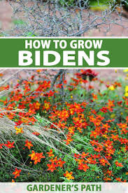 Image result for Bidens