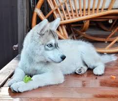 Dad carries the seppala working line. Available Puppies Siberian Husky Puppies For Sale