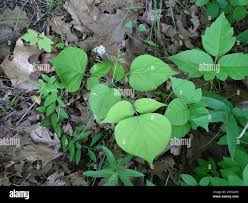 Image result for Hylodesmum