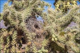 The teddy bear cactus, more commonly known as the jumping cholla, received that nickname because if you get too close.a segment will break off and fly at watch the video above to see the jumping cholla in action! Cactus Wren Nest In Cholla Cactus Portraits Of Wildflowers