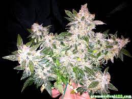 We did not find results for: Free Download Pro Grow 260 Led Grow Light Review Continued Growing Marijuana 1024x768 For Your Desktop Mobile Tablet Explore 49 Wallpaper Led Grow Light Wallpaper Led Grow Light Wallpaper
