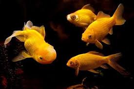 Điềm báo khi mơ thấy các loại cá - đánh số mấy?