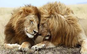 Image result for free images lions