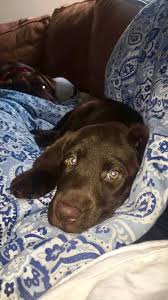 7 Week Old Chocolate Lab Labrador Chocolat Labrador Chocolat
