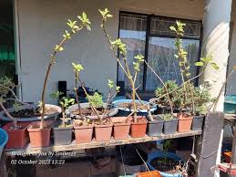 Image result for Pouzolzia mixta