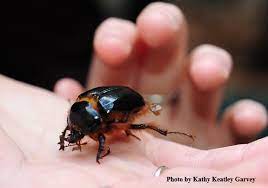 Beetles are a slightly less common household pest, but when they are present in your home they are 'occasional invaders,' infrequently wandering into homes and buildings during the summer months. Rain Beetles Are Curious Critters Bug Squad Anr Blogs