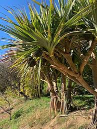 Image result for Pandanus utilis