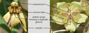 Image result for Pachycarpus concolor